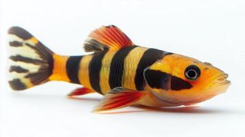 Clown Loach glides effortlessly displaying its vibrant orange and black stripes on a pure white backdrop highlighting its unique beauty and charm in aquariums. photo