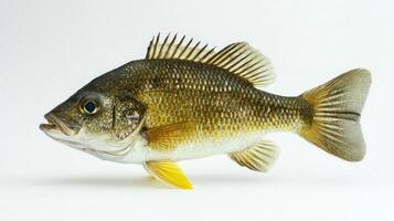 sharp representation of a Common Bream emphasizing the fishs distinctive body shape coloration and fin structure against a clean white backdrop. photo