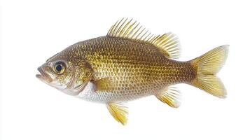 striking specimen of Common Bream displays its distinctive physical characteristics including its golden scales and rounded body against a crisp white background. photo