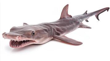 captivating Goblin Shark showcases its distinctive long snout and sharp teeth in a clear presentation emphasizing its unusual physical traits and dark coloration. photo