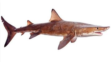 Goblin Shark glides through the water displaying its long snout and distinctively flattened appearance. Its unique pinkish brown skin adds to its unusual look. photo