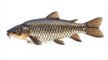 sharp representation of a Grass Carp reveals its detailed scales and unique features showcasing the intricate patterns and coloration of this freshwater species. photo