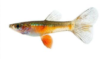 beautiful guppy is displayed with vibrant hues and intricate patterns while swimming freely. The isolation on white highlights the fishs unique features. photo
