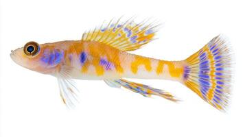 Royal Gramma popular marine fish displays vivid colors and patterns while swimming gracefully against a plain white background capturing the essence of its natural beauty. photo