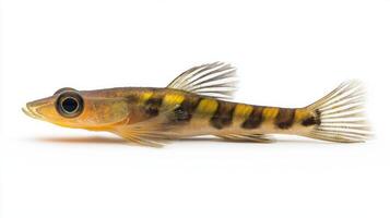 Siamese Algae Eater glides gracefully displaying its vibrant colors and unique stripes making it an eye catching addition to any aquatic environment. photo
