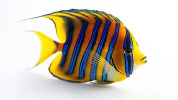breathtaking Regal Angelfish displays its striking yellow and blue stripes while swimming in a serene setting. The vivid colors highlight its natural beauty. photo