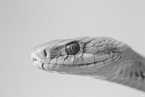 striking Black Mamba snake lies stretched out with sleek grey skin prominently displayed against a pure white background capturing its distinct characteristics in sharp detail. photo