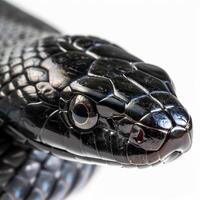 striking Black Racer Snake is elegantly stretched out in a high key lighting setup emphasizing its sleek black body and detailed scales on a clean white backdrop. photo