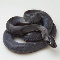 sleek Black Racer Snake displayed in a striking pose against a pristine white background showcasing its glossy scales and unique shape under bright lighting. photo