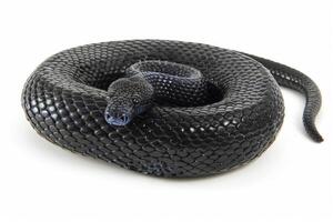 striking Boelens Python is coiled in a relaxed position displaying its iridescent black scales under soft lighting. The clean white background highlights its unique texture and form. photo