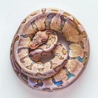 Brazilian Rainbow Boa is showcased in a tight coil displaying its vibrant iridescent scales on a clean white background. Soft shadows enhance its intricate patterns and colors. photo