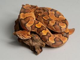 striking Bushmaster snake displays its reddish brown scales while coiled elegantly on a piece of wood creating a stunning contrast with the white backdrop. photo