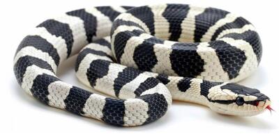 California Kingsnake displays its striking pattern of black and white bands while coiled elegantly against a pure white background. The even lighting highlights its unique texture. photo