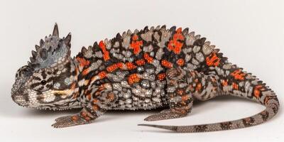 Chameleon Forest Dragon lizard sits isolated on a white surface displaying intricate patterns and vibrant hues under soft lighting emphasizing its unique features. photo