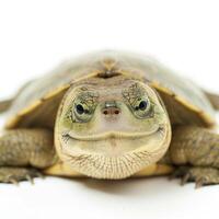 unique turtle species characterized by its leathery shell is lying quietly against a stark white background showcasing its distinct features and demeanor. photo