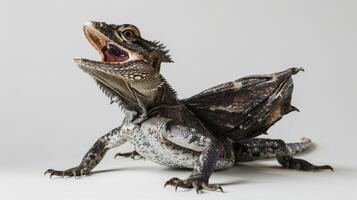 Common Basilisk lizard displays its unique running posture with its mouth open against a white background. This high speed capture highlights its remarkable agility and distinctive features. photo