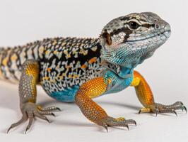 collared lizard stands confidently with vivid colors and distinct black bands around its neck perfectly captured in a well lit studio environment. photo
