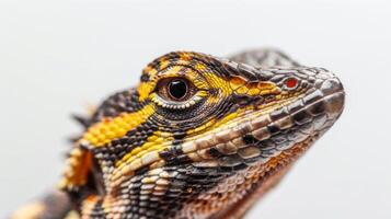 striking Common Basilisk lizard known for its agility stands ready to sprint on a smooth white backdrop emphasizing its vivid colors and intricate patterns. photo