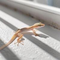 Common House Gecko perches on a white surface showcasing its translucent skin. Soft shadows enhance its features in this detailed macro capturing the reptiles elegance. photo