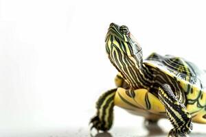 Common Map Turtle is showcased with its unique map like shell patterns emphasizing its vibrant coloration in a bright isolated setting. photo