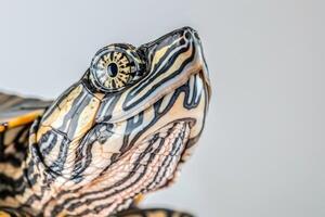 Common Map Turtle displays its intricate shell patterns and vibrant colors while positioned against a bright white background emphasizing its distinctive features for observation. photo