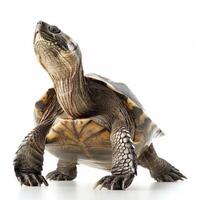 striking Common Snapping Turtle showcases rugged shell and formidable jaws against a clean white background highlighted by dramatic side lighting for a vivid appearance. photo