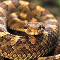 striking Copperhead Snake coiled and poised showcases its remarkable copper colored scales under dramatic side lighting set against a pristine white background. photo