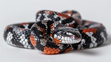 Coral bellied Ringneck Snake rests in a coiled position showcasing its strikingly bright underside against a clean white surface illuminated by bright lighting. photo