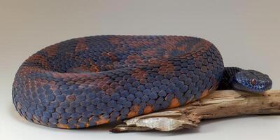 Cottonmouth snake is coiled around a branch showcasing its dark scales and distinctive coloration. Dramatic side lighting highlights its unique features against a clean white backdrop. photo
