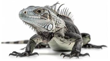 Cuban Rock Iguana stands alert with its characteristic spiky crest and rough scales emphasizing its unique features in a controlled studio environment. photo
