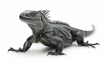 Cuban Rock Iguana with striking rough scales and a unique spiky crest stands alert against a pristine white background captured in studio lighting to highlight its features. photo