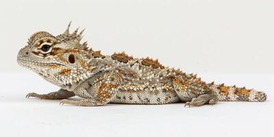 Desert Horned Lizard characterized by its distinctive spiky scales is displayed against a pristine white backdrop highlighting its intricate patterns and colors. photo