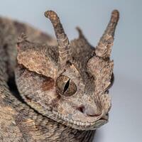 Desert Horned Viper is coiled with its distinct horns prominently displayed. The reptiles textured scales create a striking visual against the white setting. photo