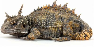 Desert Horned Lizard is positioned on a white surface highlighting its fascinating spiky scales and intricate skin texture under even lighting. photo