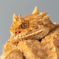 Desert Horned Viper is coiled and isolated against a white background emphasizing its striking horns and textured scales captured with exceptional detail. photo