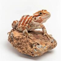 Desert Spiny Lizard rests gracefully on a rock highlighting its vibrant scale patterns and textures. The white background brings focus to the lizards striking details and pose. photo