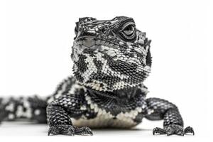 small Desert Night Lizard showcases intricate scales and colors while positioned against a bright white background emphasizing its unique features in detail. photo
