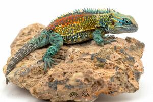 Desert Spiny Lizard is seen perched on a textured rock showcasing its bright spiky scales in a well lit setting. The lizards colors stand out beautifully against the white background. photo