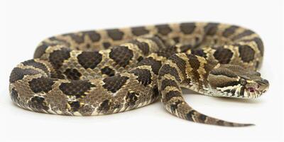 majestic Eastern Diamondback Rattlesnake is coiled tightly against a stark white background displaying its striking diamond patterns and characteristic rattle in sharp focus. photo
