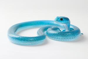 Eastern Glass Lizard lies extended and isolated on a bright white surface highlighting its striking coloration and smooth texture under bright lighting. photo