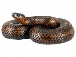 Eastern Hognose Snake lies flat with its distinctive upturned snout perfectly framed against a white background highlighting its scales and features. photo