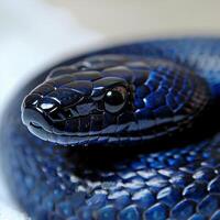 Eastern Indigo Snake showcases its impressive glossy black scales while stretched out on a clean bright white background highlighting its striking features and beauty. photo