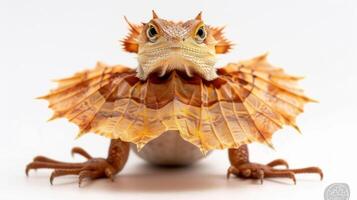 Frilled Lizard stands with its frill fully expanded showcasing its vibrant colors while adopting a defensive stance against a pure white background. photo