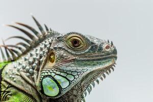 striking green iguana displays its vibrant green scales and prominent spines remaining alert against a soft white backdrop emphasizing its unique textures and features. photo