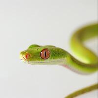 slender green vine snake stretches out against a stark white backdrop showcasing its vibrant green scales and distinctive features. This high key lighting emphasizes its unique characteristics. photo