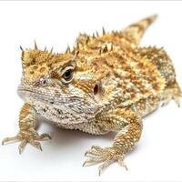 horned lizard with prominent spiky scales and horns sits still against a white background highlighting its remarkable texture and details. The macro shot emphasizes its distinctive characteristics. photo