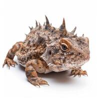 Horned Lizard sits motionless featuring its unique spiky scales and prominent horns. The macro shot emphasizes its intricate texture and colors against a clean background. photo