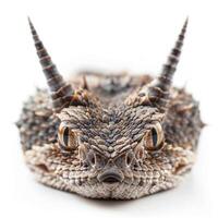 Horned Viper rests still showcasing its striking features and distinctive horns in a serene setting with soft lighting captured by a macro lens. photo