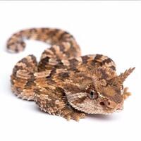 Horned Viper lies motionless with its intricate patterns visible against a soft white background highlighting its distinctive horns and natural beauty. photo
