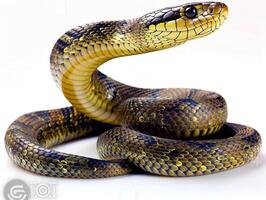 King Cobra is captured with its hood expanded showcasing vibrant scales against a pure white background illuminated dramatically from above. photo